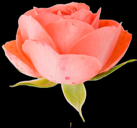 鲜花png
