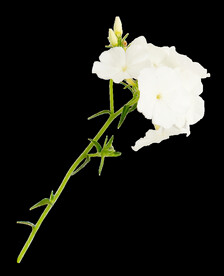 鲜花png