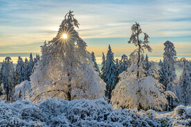 冬天里挂满冰雪的树木