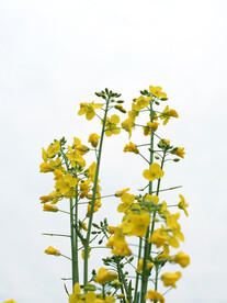 油菜花素材白底