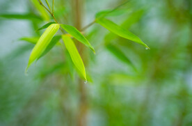沾满水滴的竹叶特写