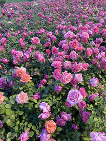 花园里盛开的月季花