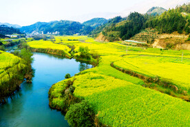 罗平油菜花景区