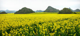 罗平油菜花景区