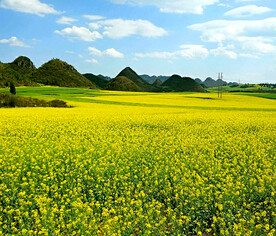 罗平油菜花景区