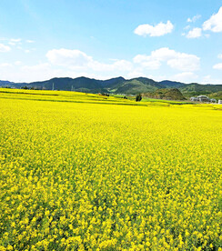 罗平油菜花景区
