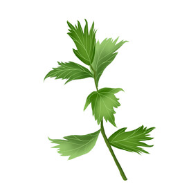艾草