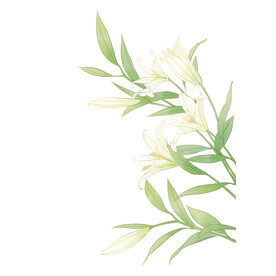 百合花