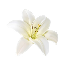 百合花