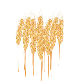 麦穗