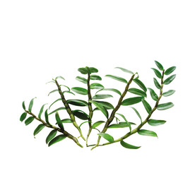 铁皮石斛