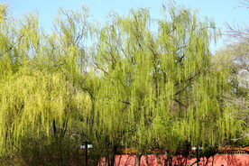 沈阳北陵公园春天的柳树