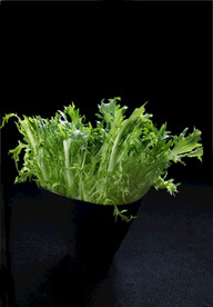 苦菊