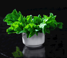 冬汉菜