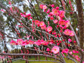 朱砂梅花