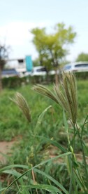狗尾巴草