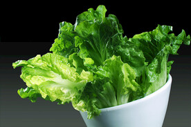 生菜
