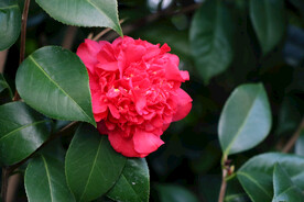 茶花