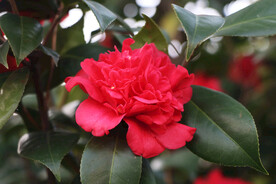 茶花