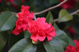 茶花