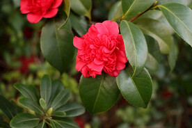 茶花