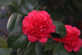 茶花