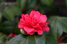 茶花