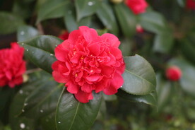 茶花