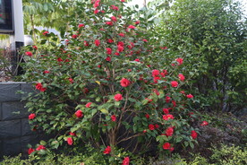 茶花