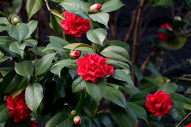 茶花