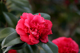 茶花