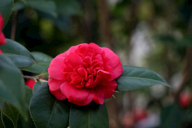 茶花