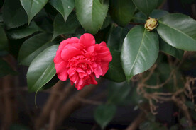 茶花