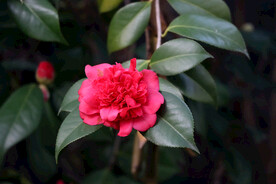 茶花