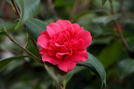 茶花