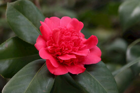 茶花