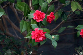 茶花