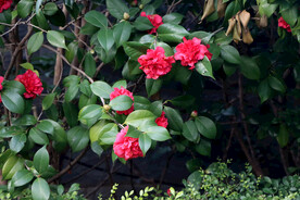 茶花