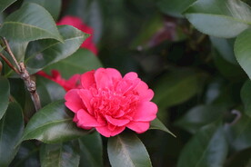 茶花