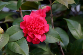 茶花
