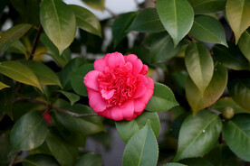 茶花