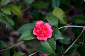 茶花
