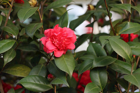 茶花