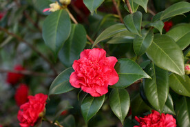 茶花