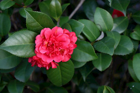 茶花