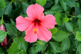 扶桑花