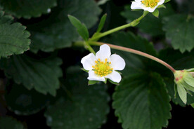 草莓花