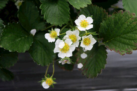 草莓花