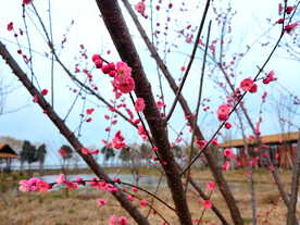 红梅朱砂梅