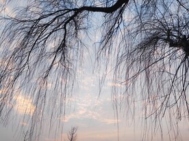 垂柳枝条剪影